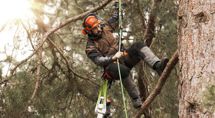Удаление деревьев, арбористика